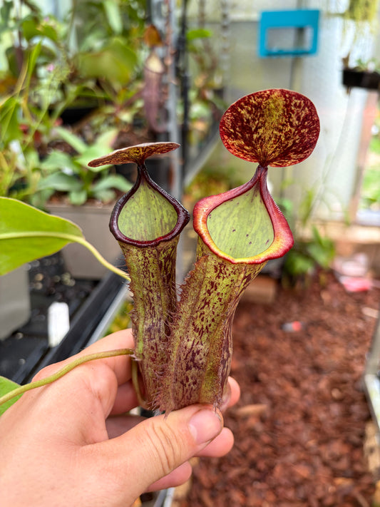 Nepenthes (adnata x spathulata) x boschiana ‚dark‘ 15cm+