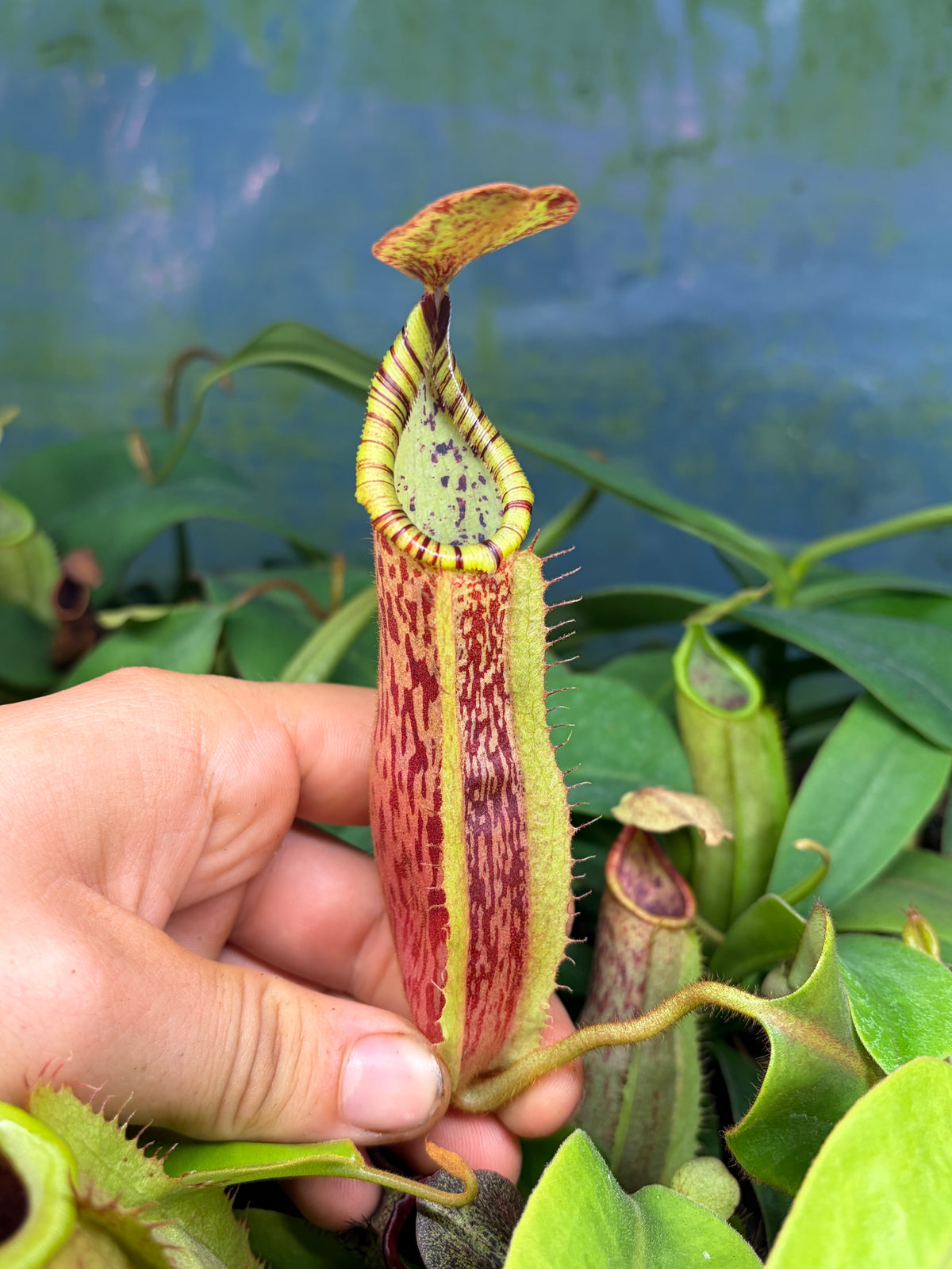 Nepenthes (adnata x spathulata) x (mollis x veitchii) 15cm