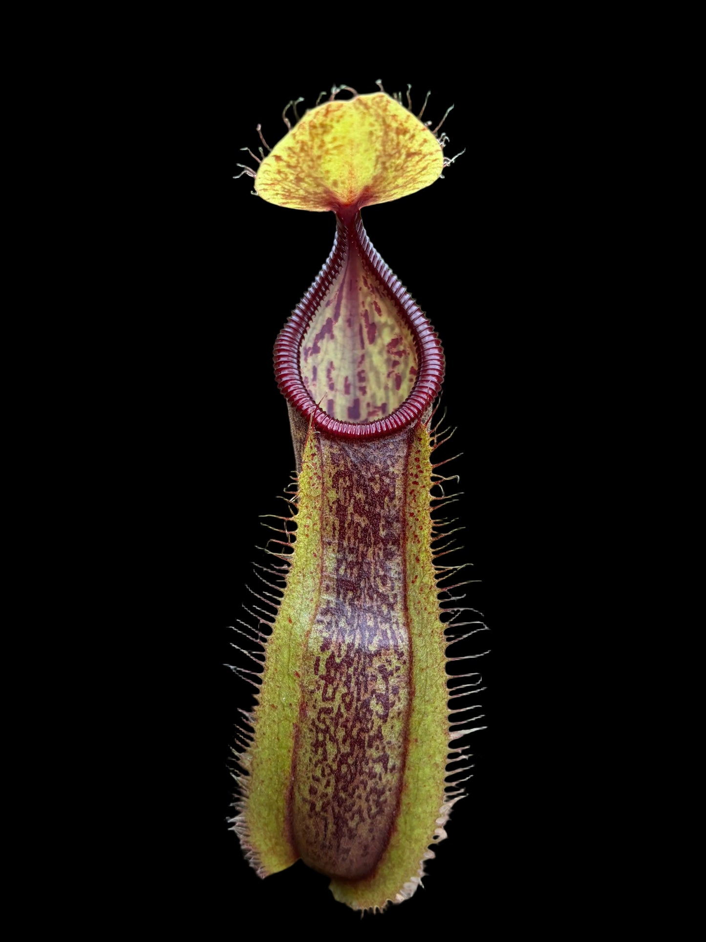 Nepenthes spathulata x hamata 15cm