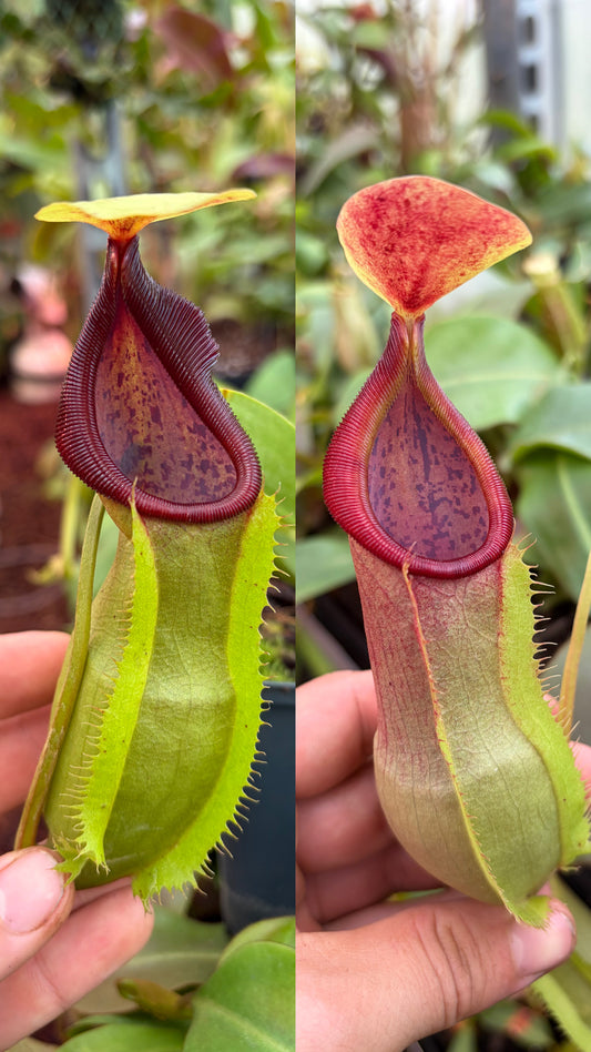 Nepenthes spathulata x tobaica (BE-3903) 20cm