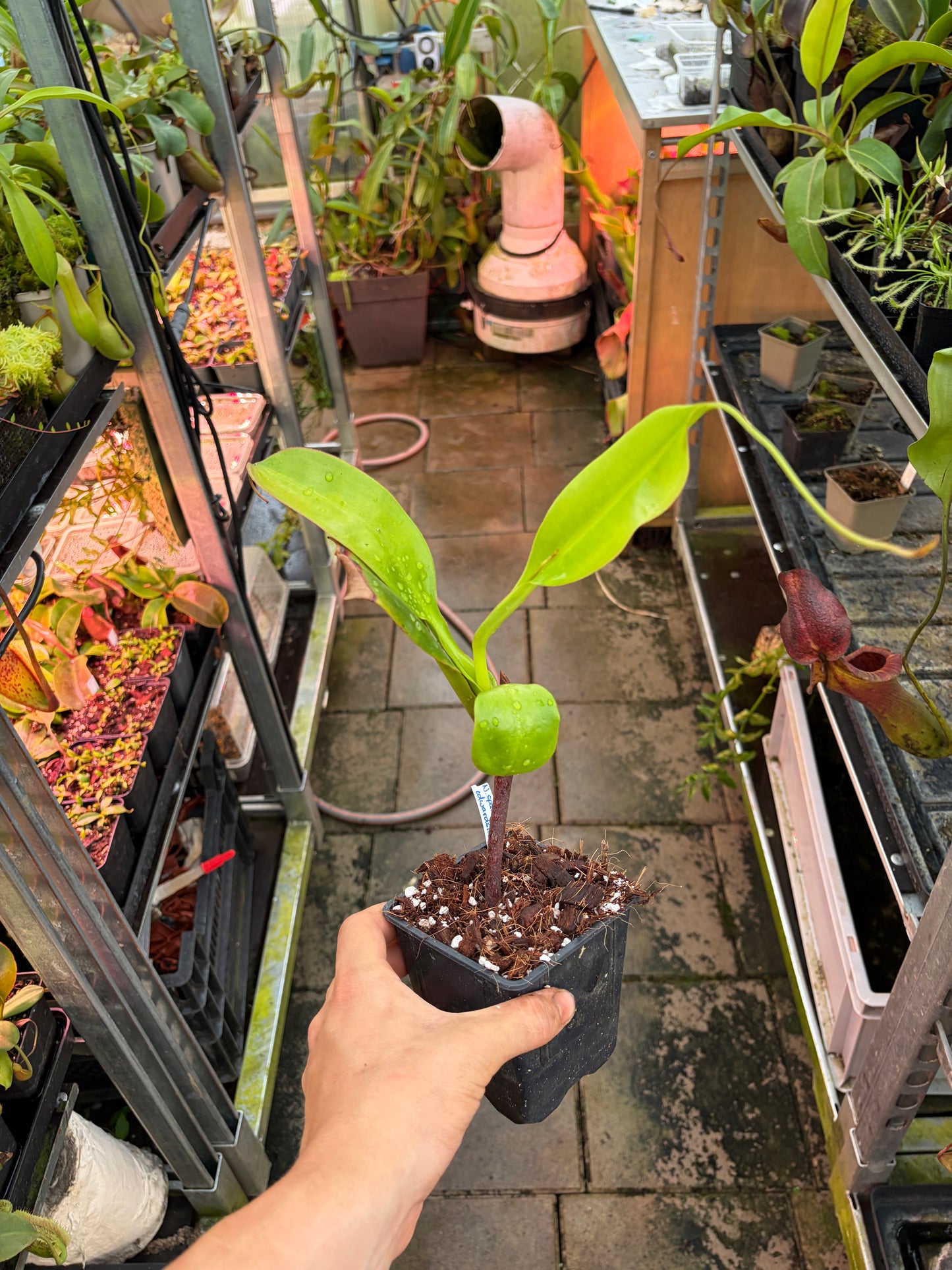 Nepenthes spathulata x edwardsiana ‚rooted cutting‘
