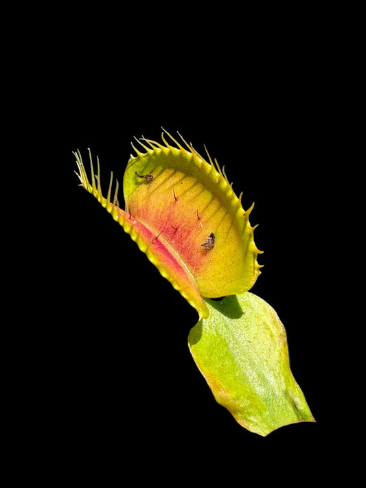 Dionaea muscipula 'Bimbo'
