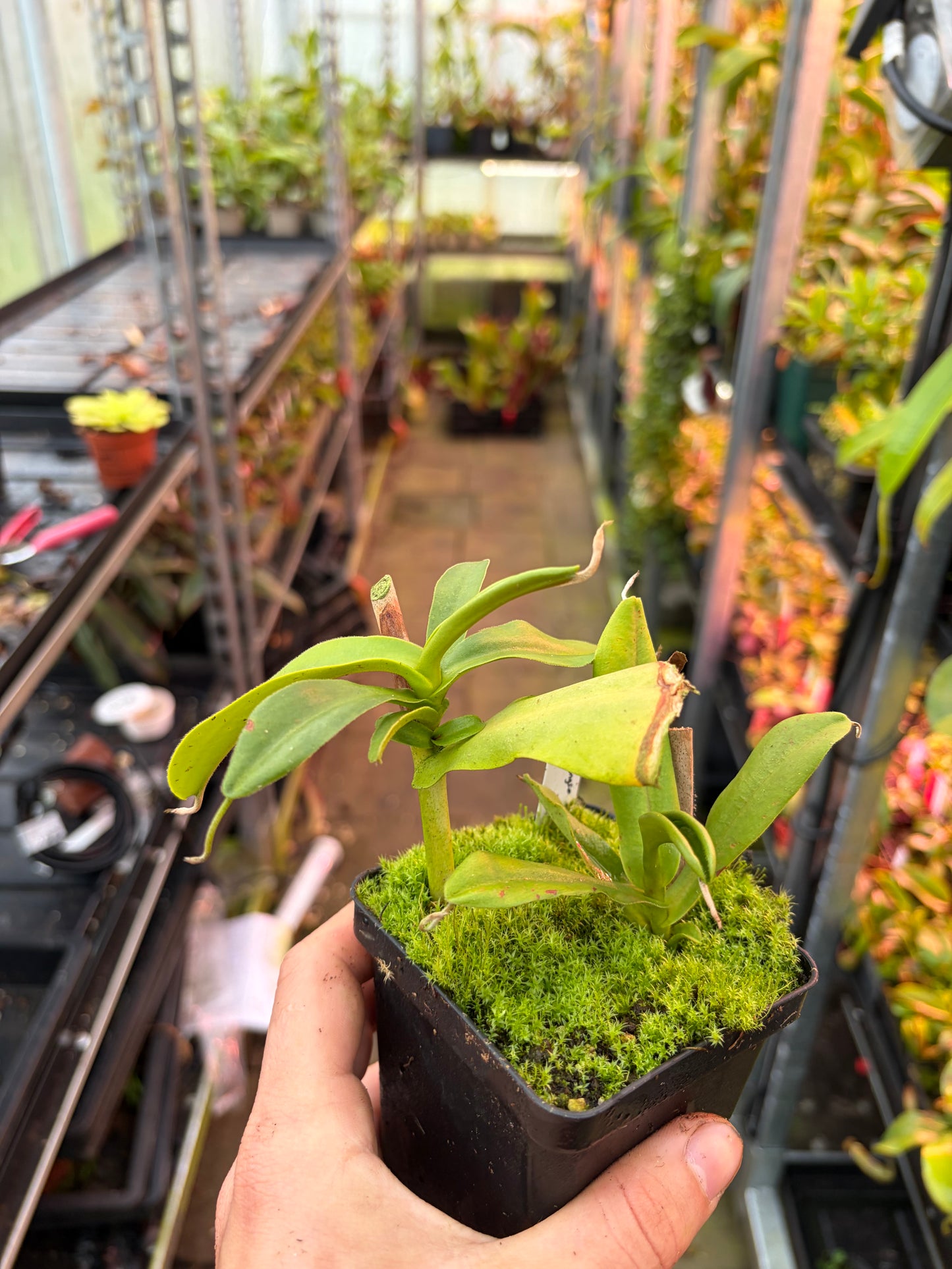 Nepenthes bongso ‚rooted cutting‘