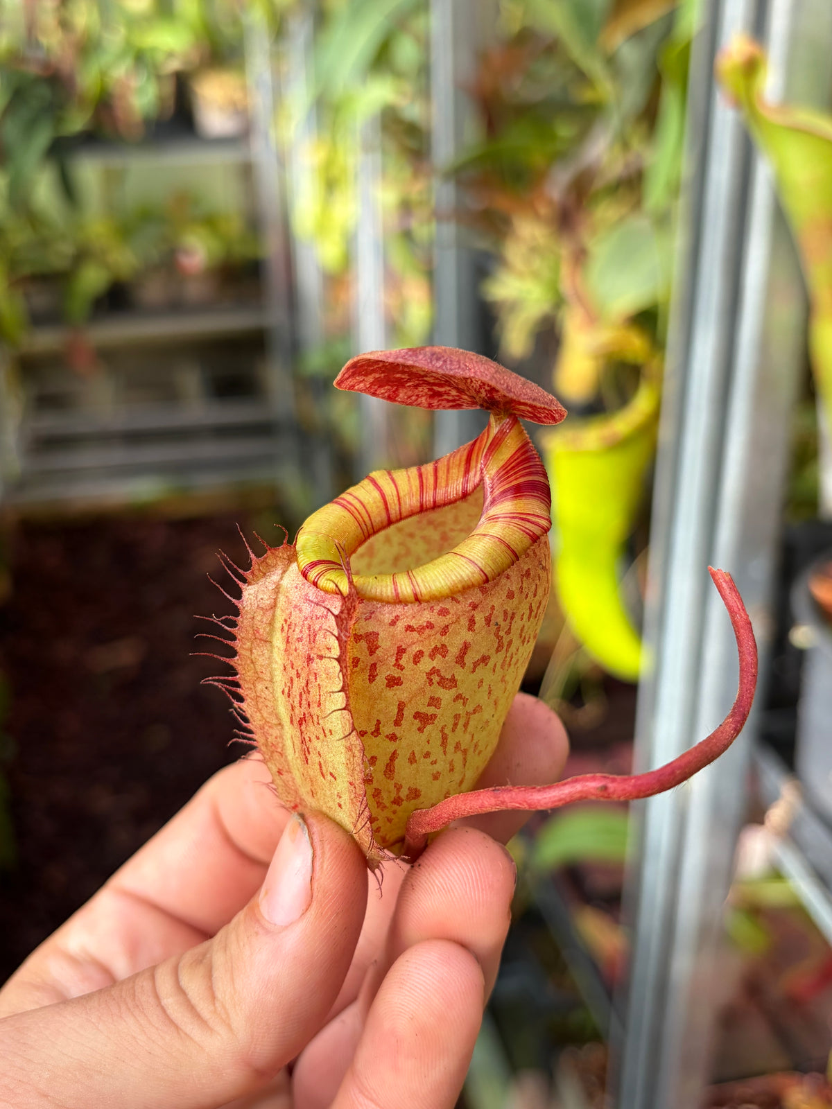 Nepenthes tenuis x peltata 30cm
