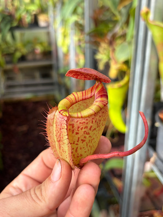 Nepenthes tenuis x peltata 30cm