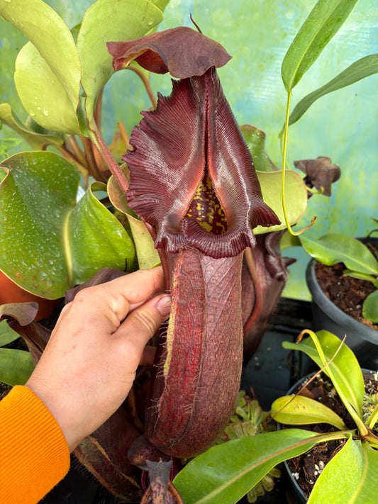 Nepenthes nebularum 20cm