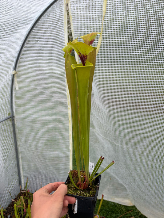 Sarracenia flava var rugelii F17MK
