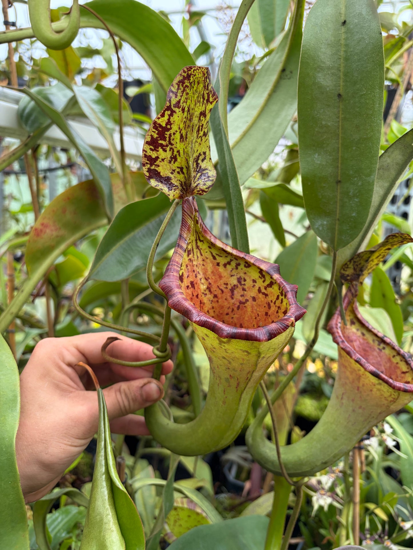 Nepenthes lowii x platychila ‚rooted cutting female‘