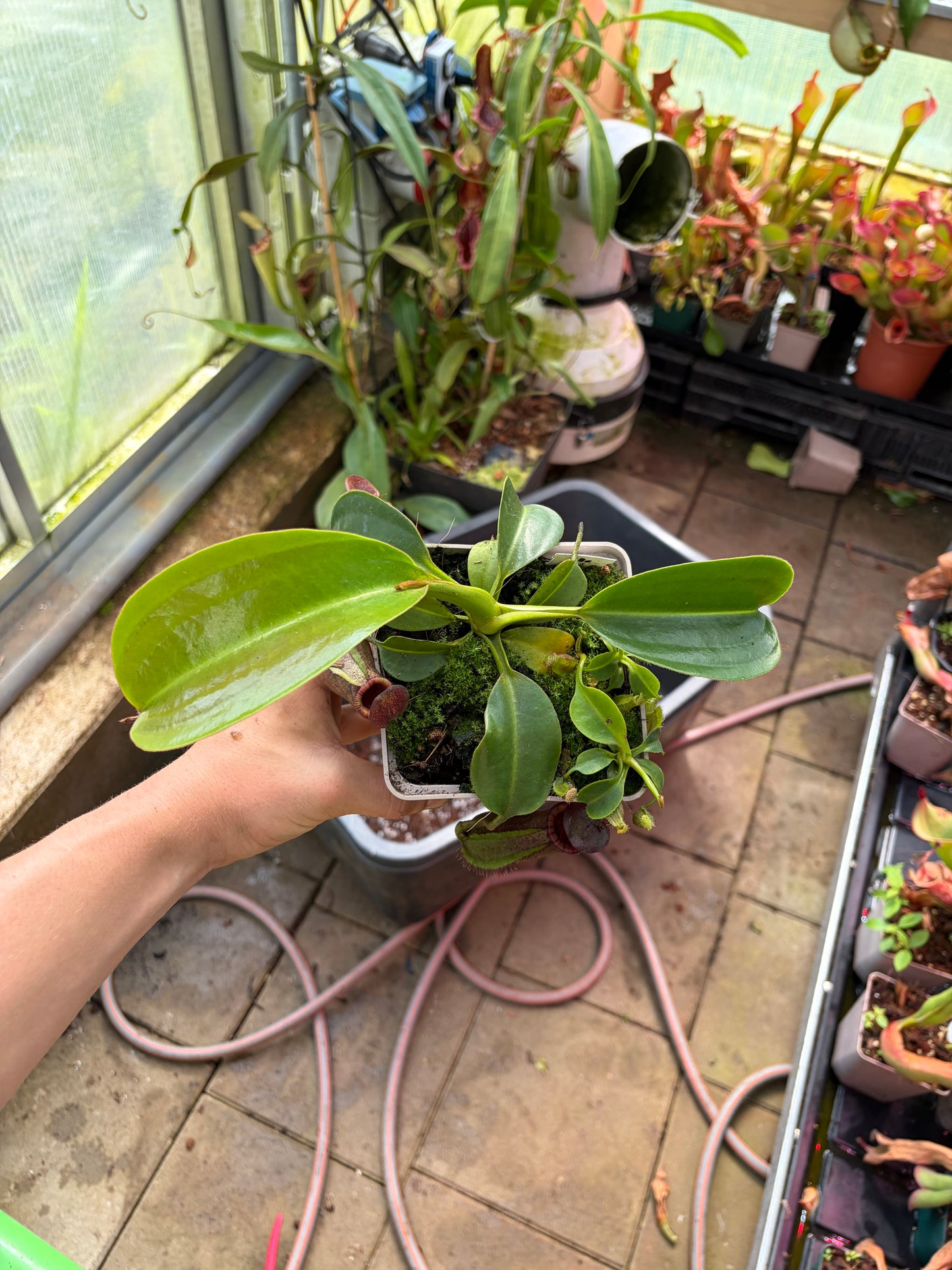 Nepenthes robcantleyi x (lowii x ephippiata)