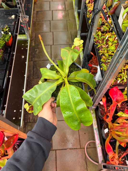 Nepenthes glandulifera x (veitchii x ephippiata) 30cm