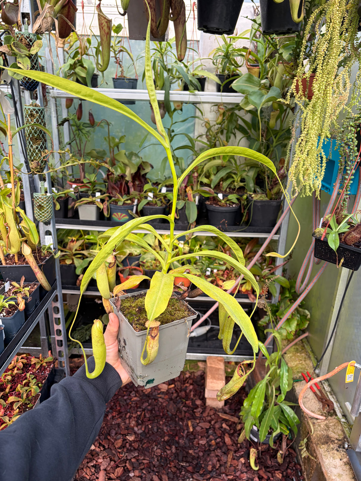 Nepenthes minima 25cm