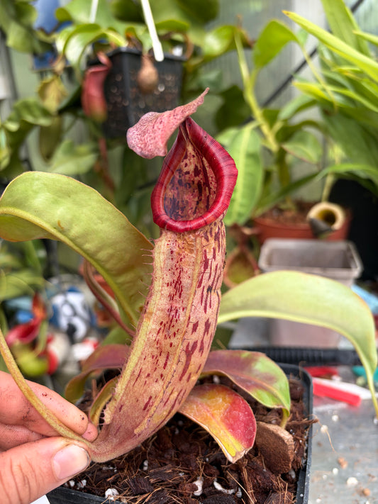Nepenthes (veitchii x burbidgeae) x boschiana 25cm