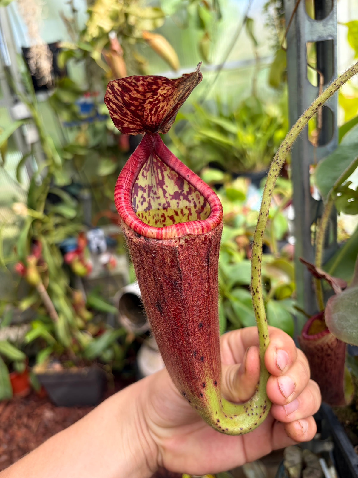 Nepenthes glandulifera (BE-3766) 15cm+