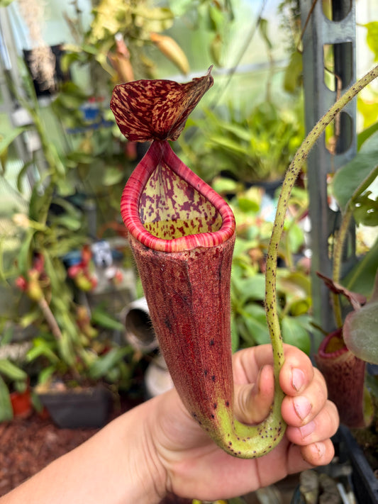 Nepenthes glandulifera (BE-3766) 15cm+