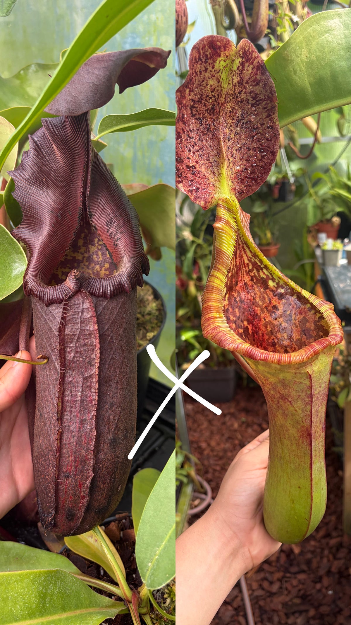 Nepenthes nebularum x (lowii x truncata) (whole pot of seedlings)