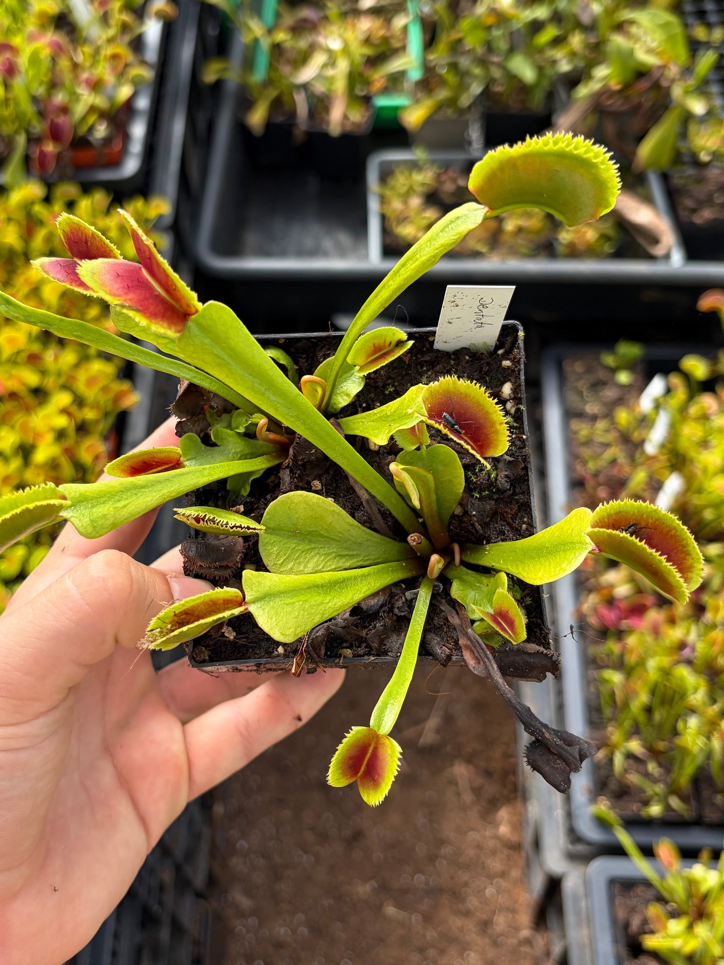 Dionaea muscipula 'Dentata'