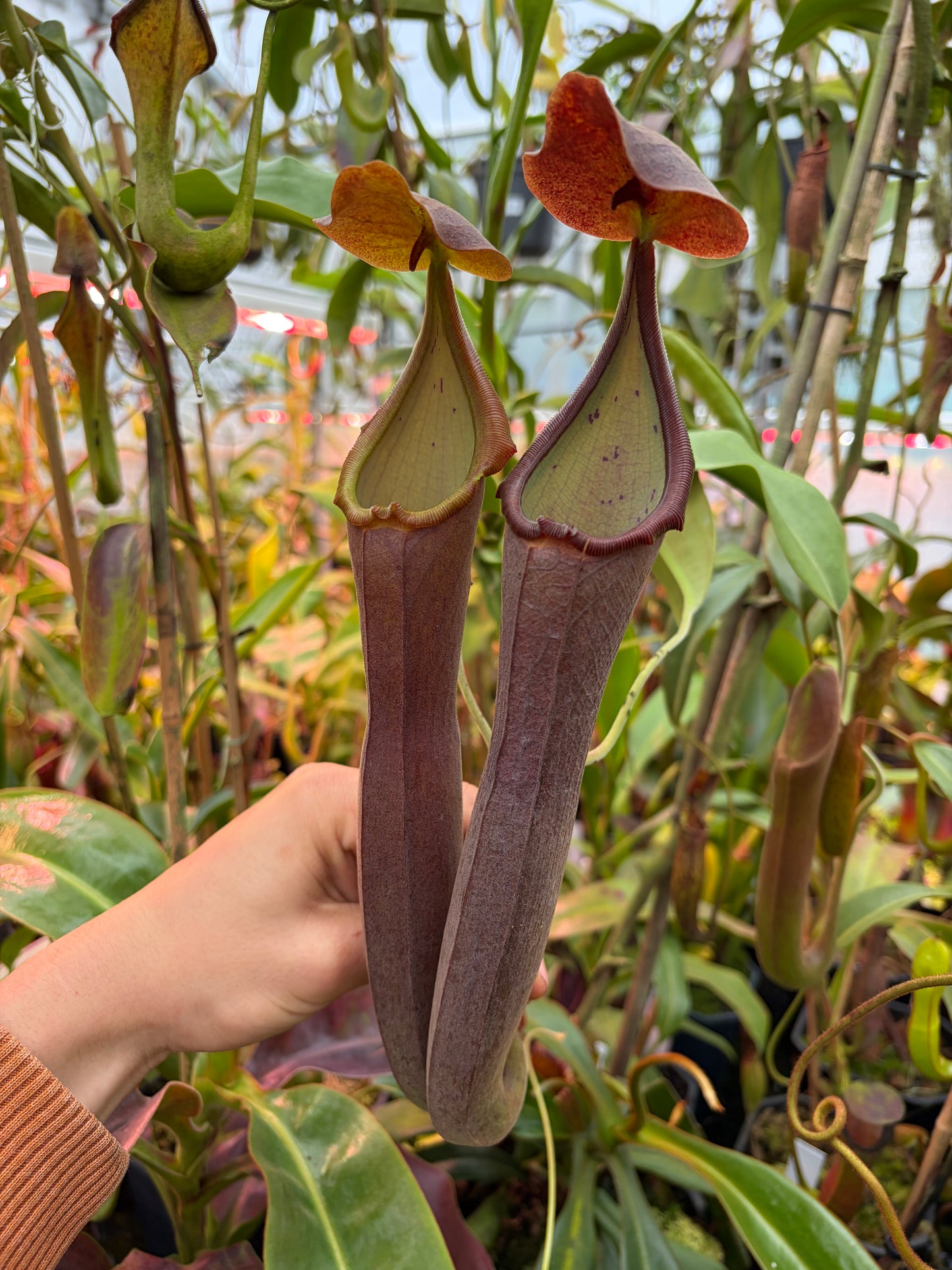 Nepenthes lingulata x truncata ‚new grex‘