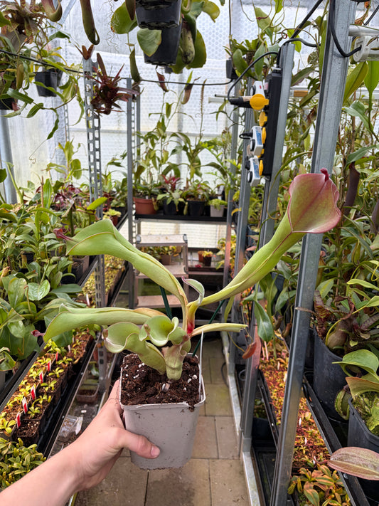 Heliamphora huberi (Anga) x parva #3