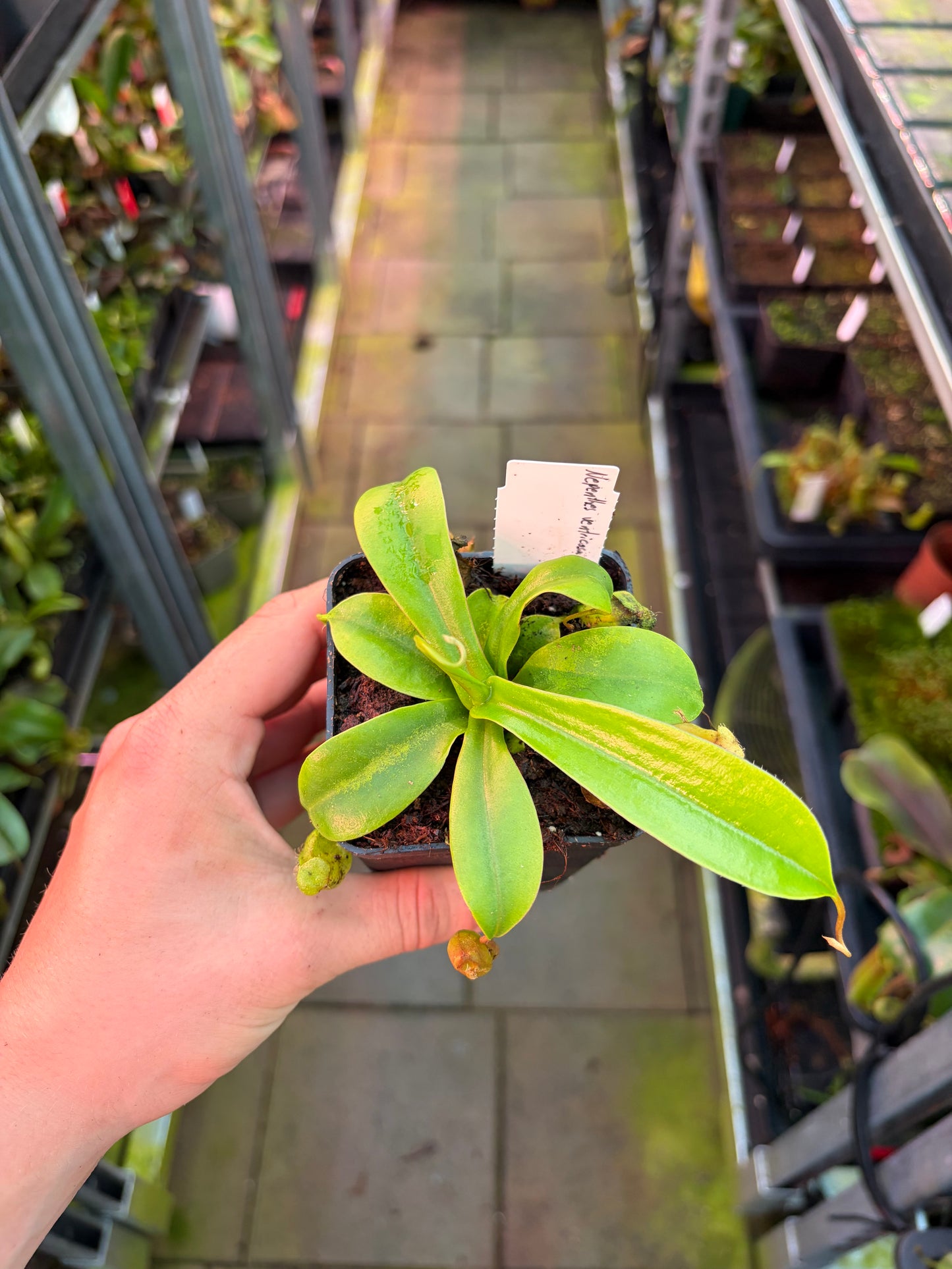 Nepenthes ventricosa x sibuyanensis 15cm
