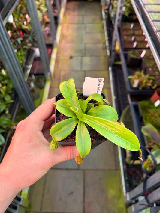 Nepenthes ventricosa x sibuyanensis 15cm
