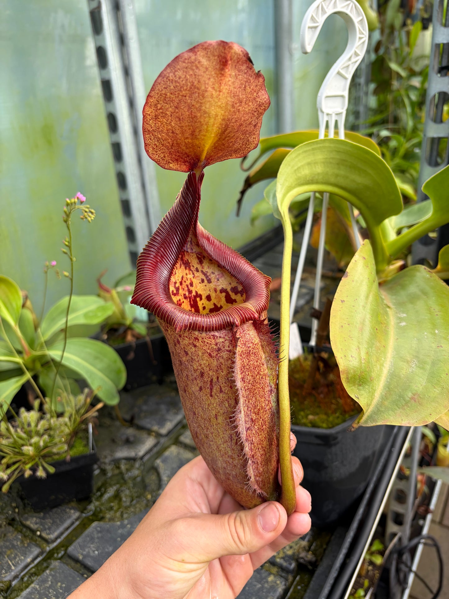 Nepenthes robcantleyi x eymae ‚tambusisi‘ 50cm