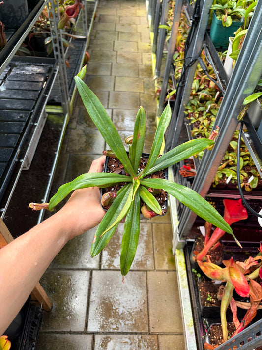 Nepenthes albomarginata ‚black‘ 30cm+