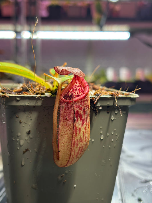 Nepenthes burbidgeae x petiolata 7-10cm