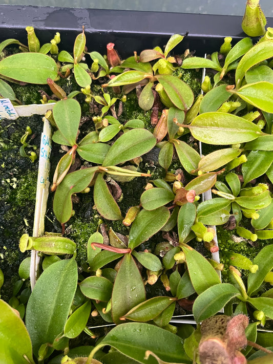Nepenthes adnata x (lowii x veitchii) 7-10cm