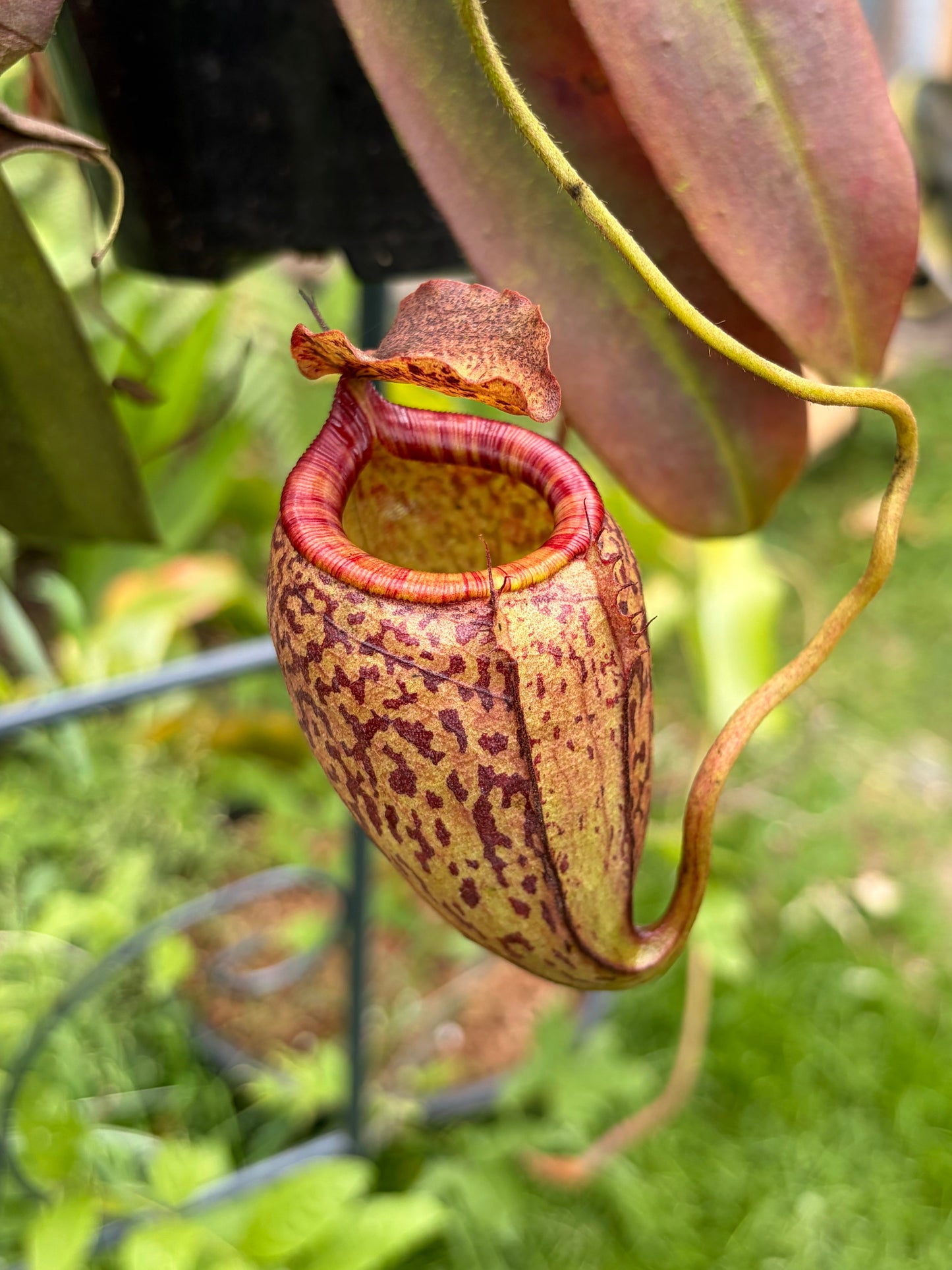 Nepenthes tenuis x peltata