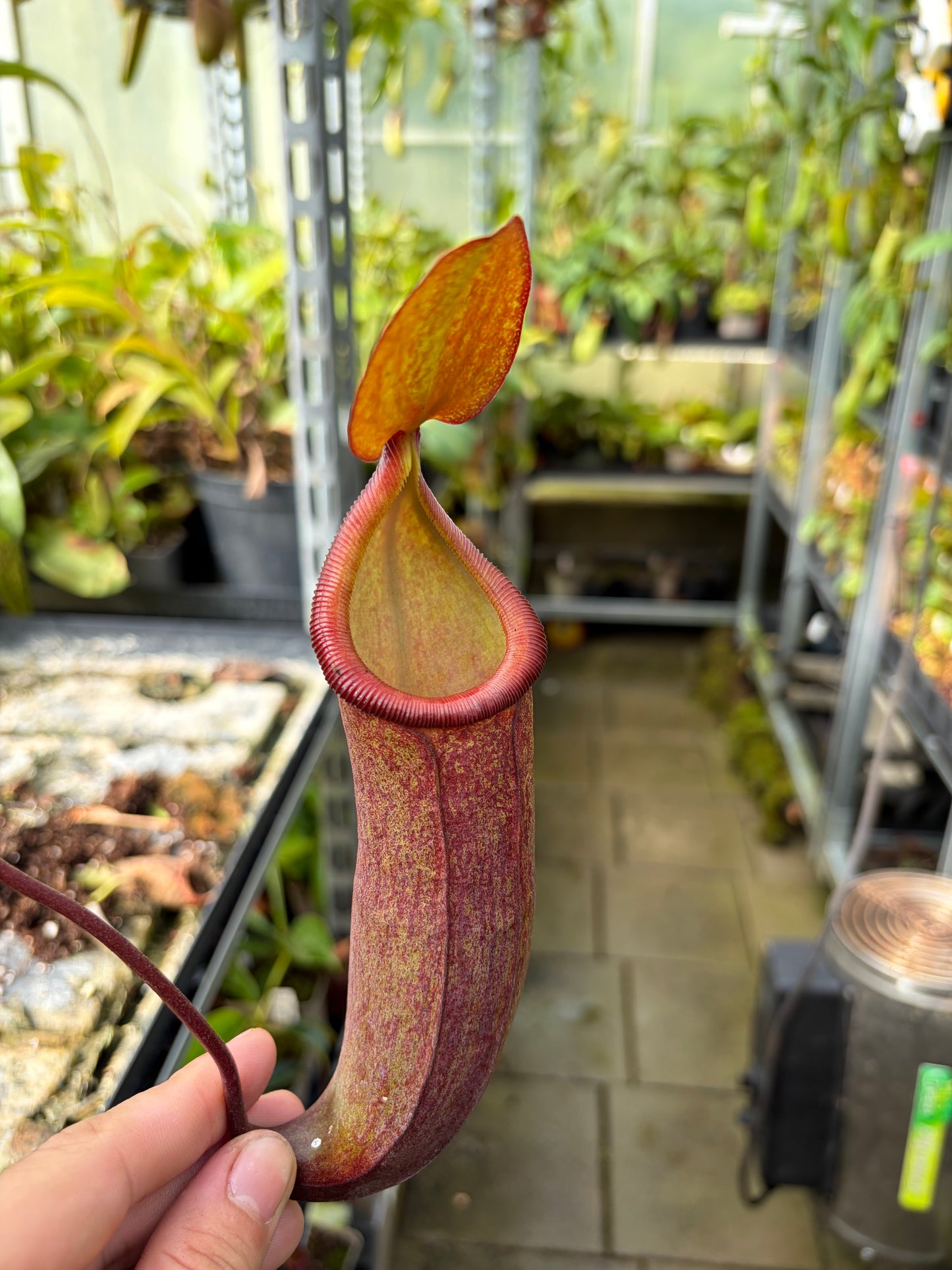 Nepenthes tobaica x trusmadiensis