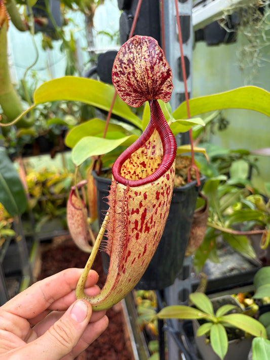 Nepenthes glandulifera x leonardroi 10cm