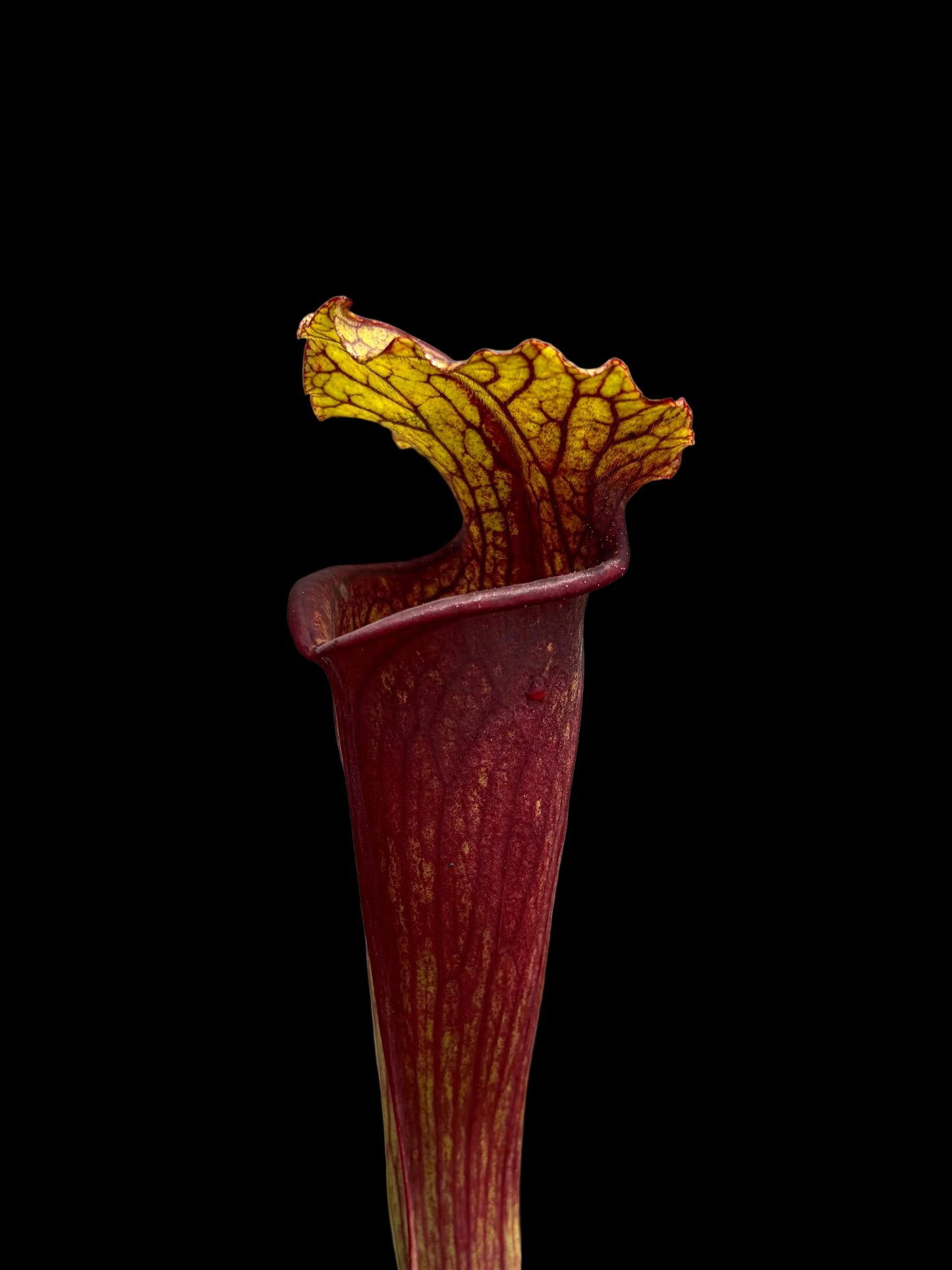 Sarracenia hybrid #006
