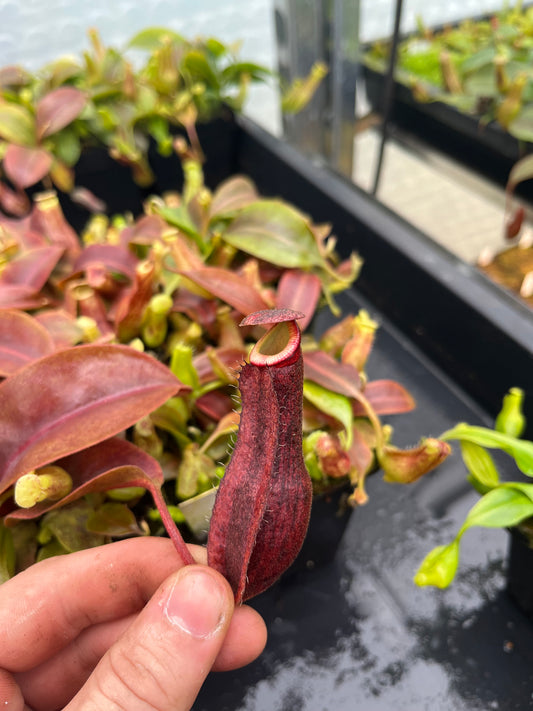 Nepenthes boschiana 'dark x dark' 7cm