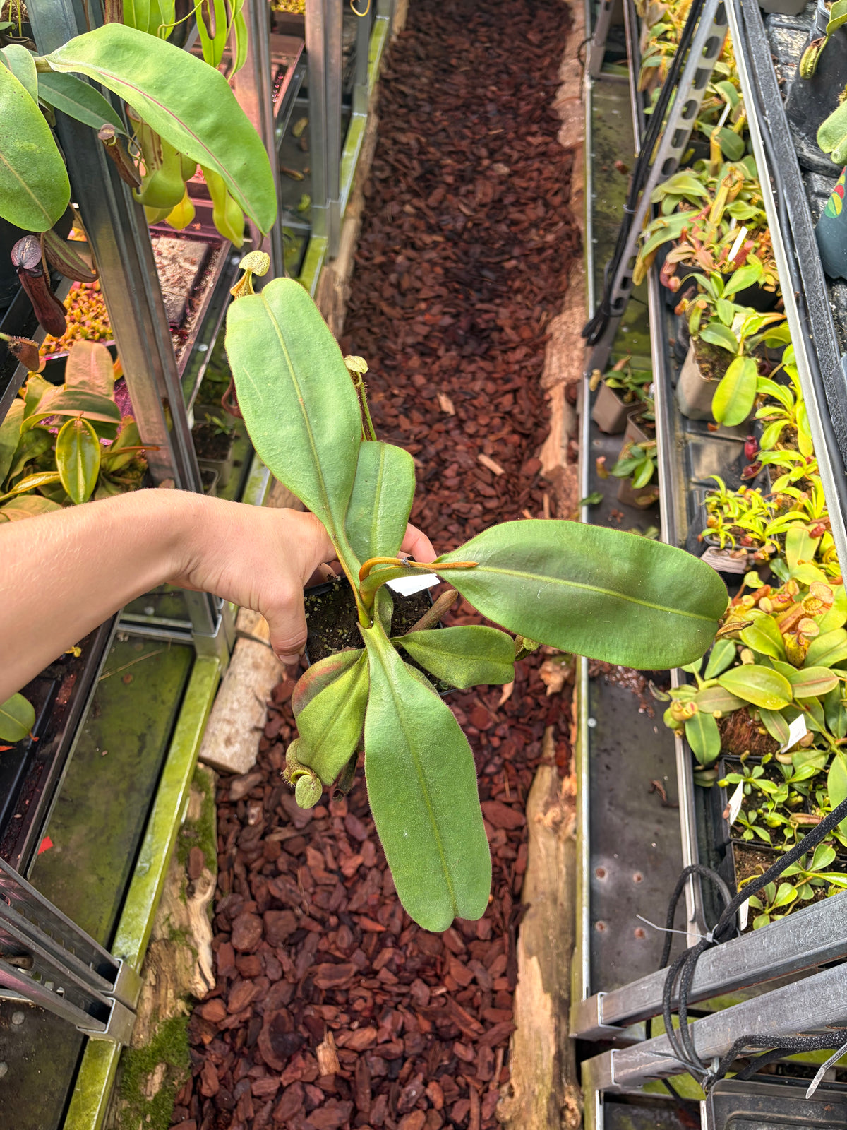 Nepenthes (veitchii x platychila) x platychila