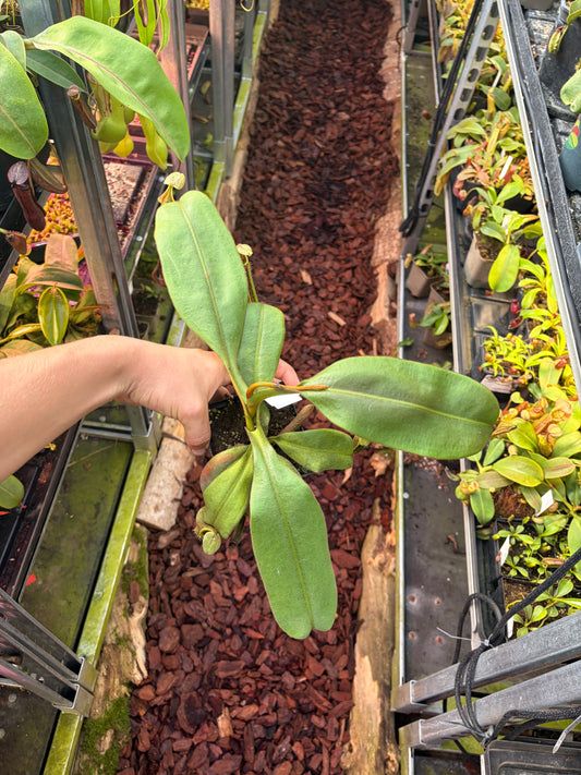 Nepenthes (veitchii x platychila) x platychila