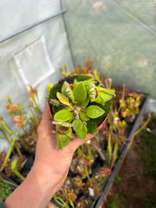 Cephalotus follicularis ‚Giant‘