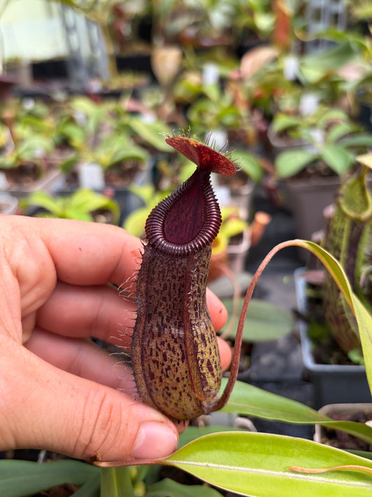 Nepenthes burkei x hamata (BE-3747)