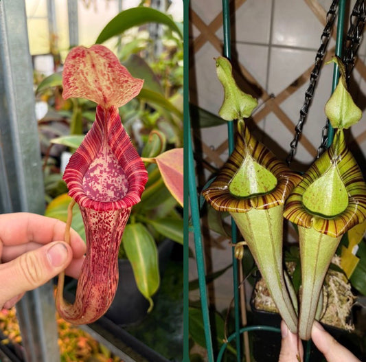 Nepenthes [(lowii x veitchii) x boschiana] x [(eymae x maxima) x platychila] 15cm