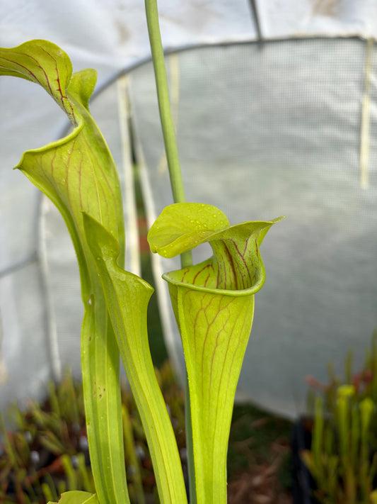 Sarracenia oreophylla ‚giant‘
