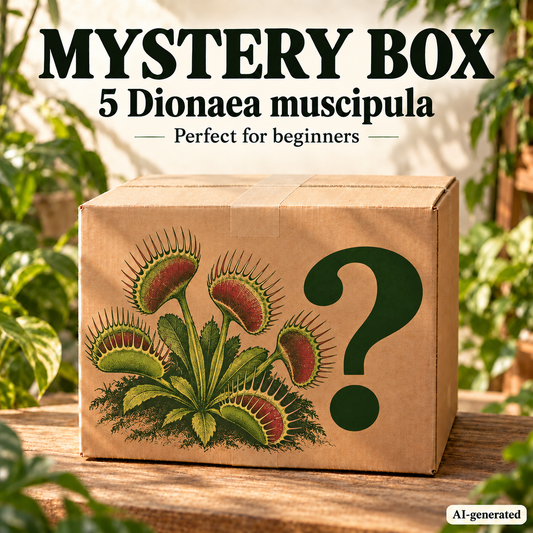 Dionaea muscipula Mystery Box