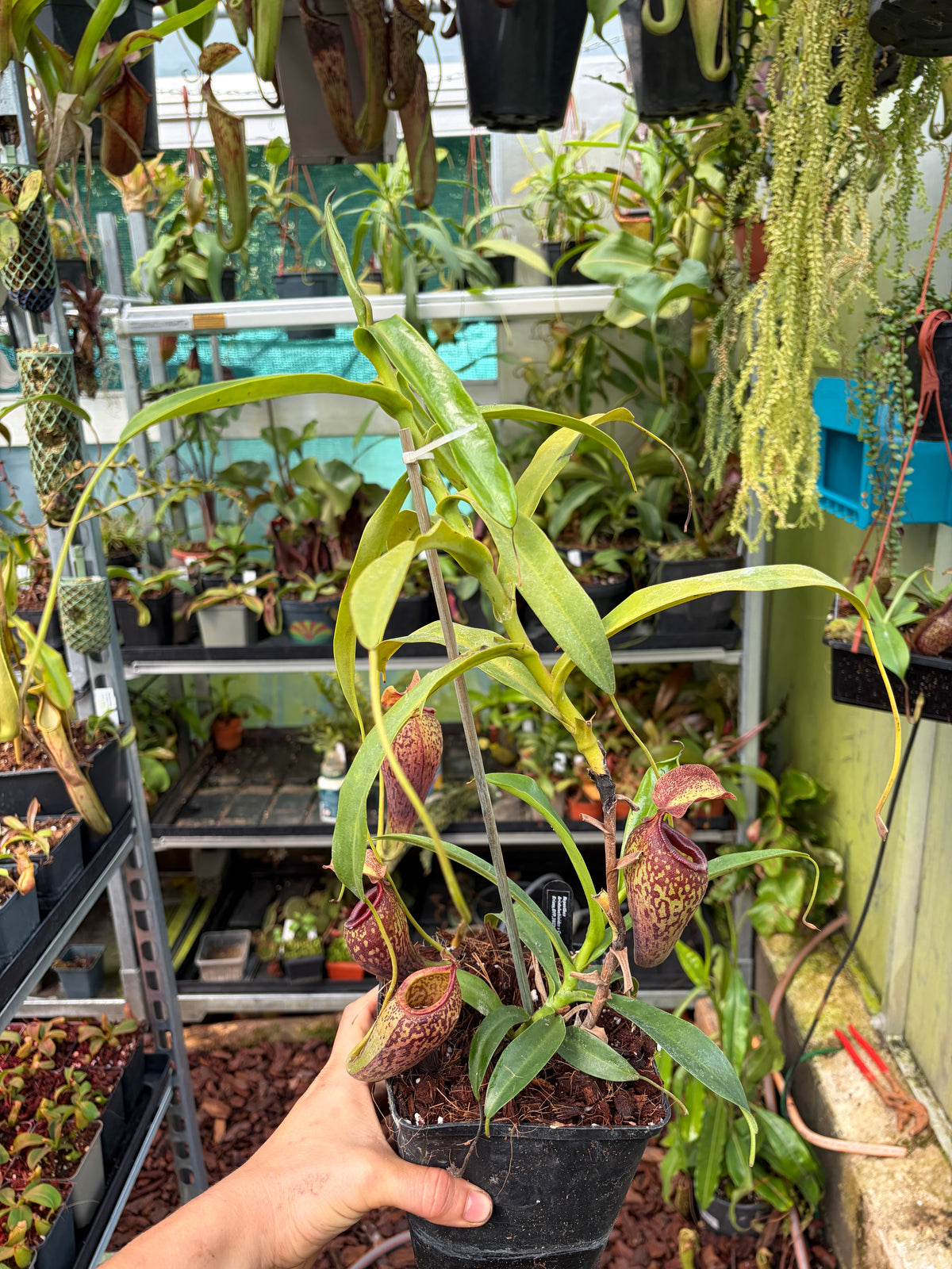 Nepenthes aristolochiloides x campanulata 40cm+