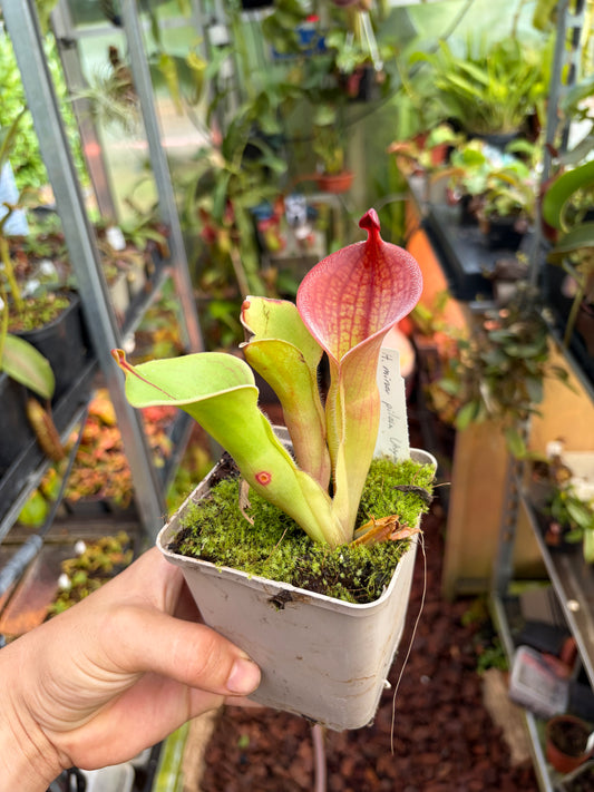 Heliamphora minor var. pilosa x macdonaldae