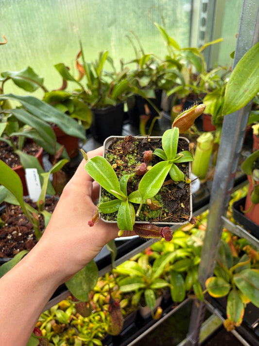 Nepenthes lingulata x truncata ‚new grex‘