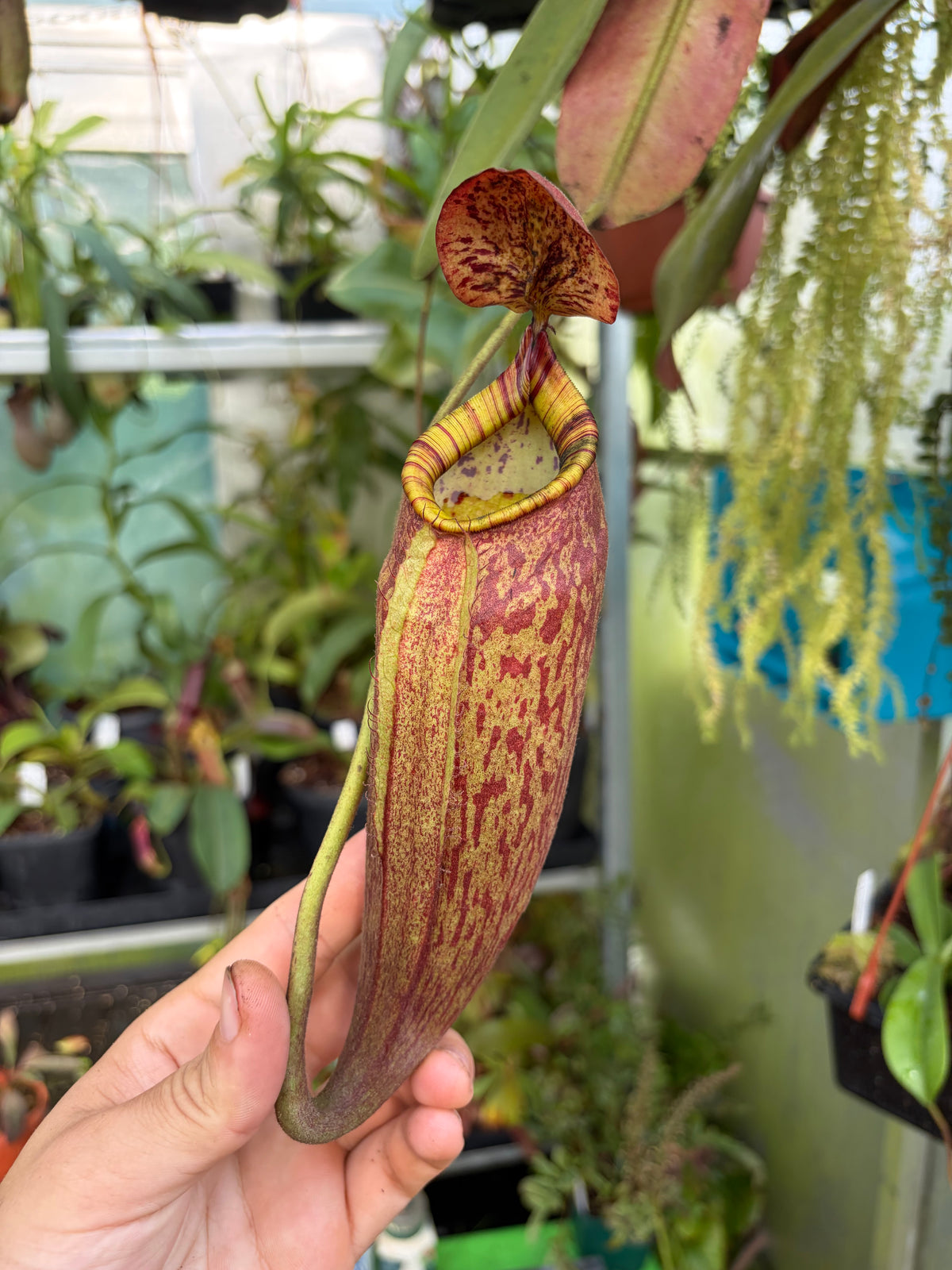 Nepenthes peltata ‚female‘ 25cm