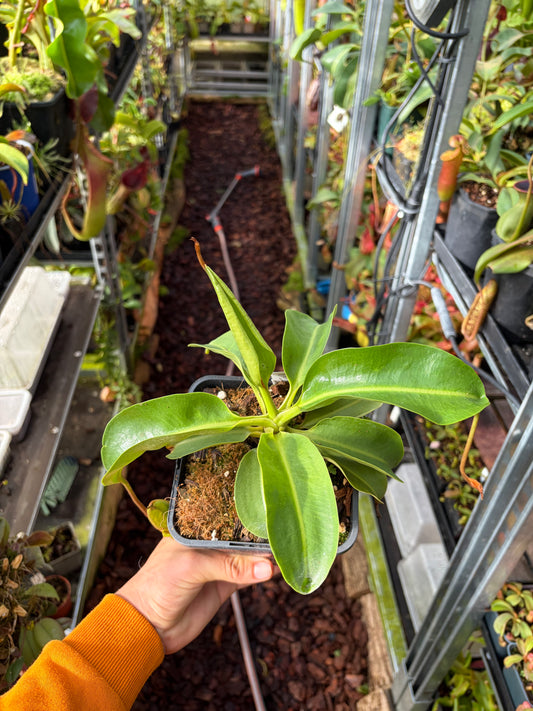 Nepenthes (lowii x truncata ‚squat‘) x (lowii x campanulata ‚EP‘) 25cm