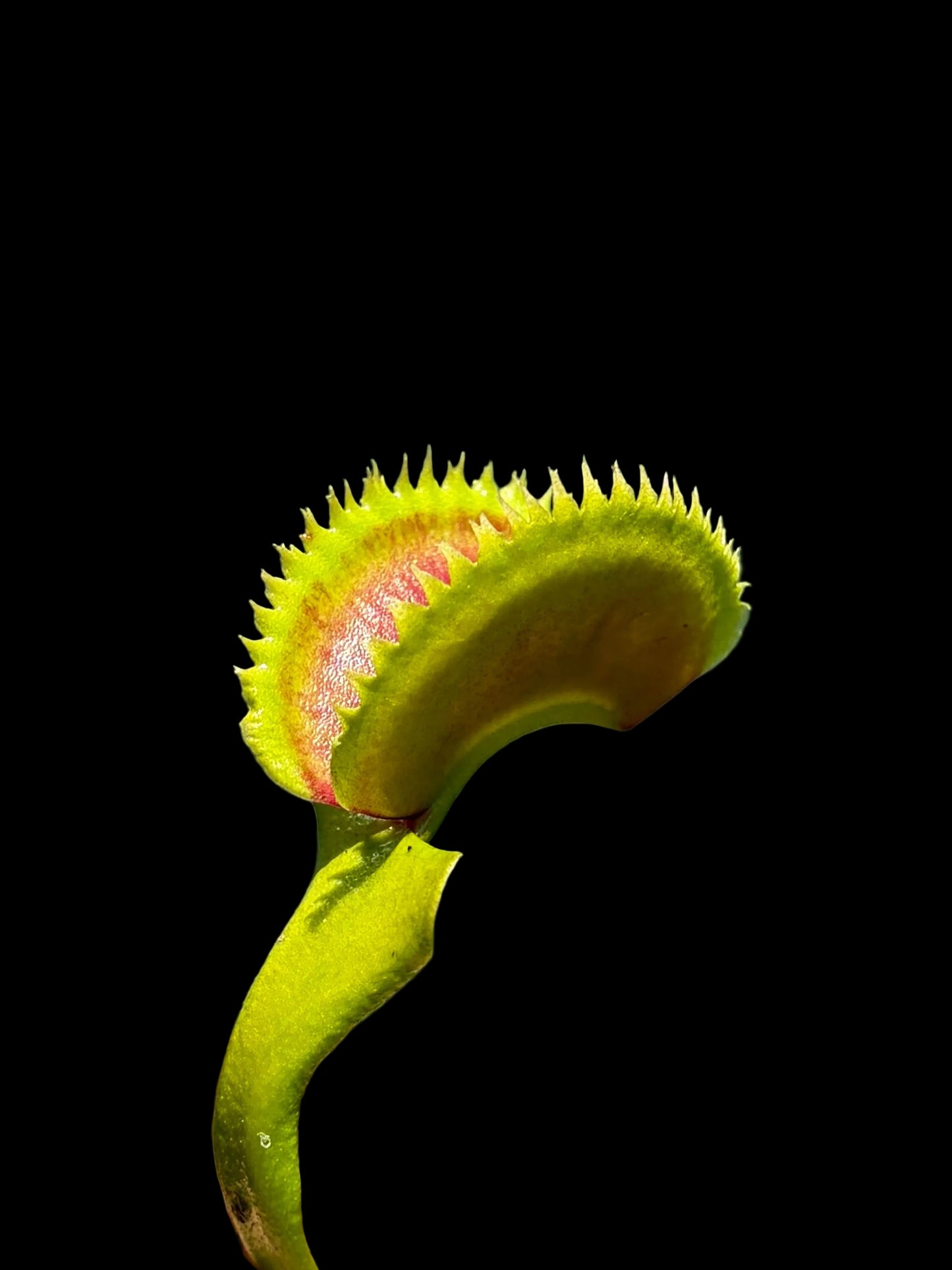 Dionaea muscipula 'Vertiglio'