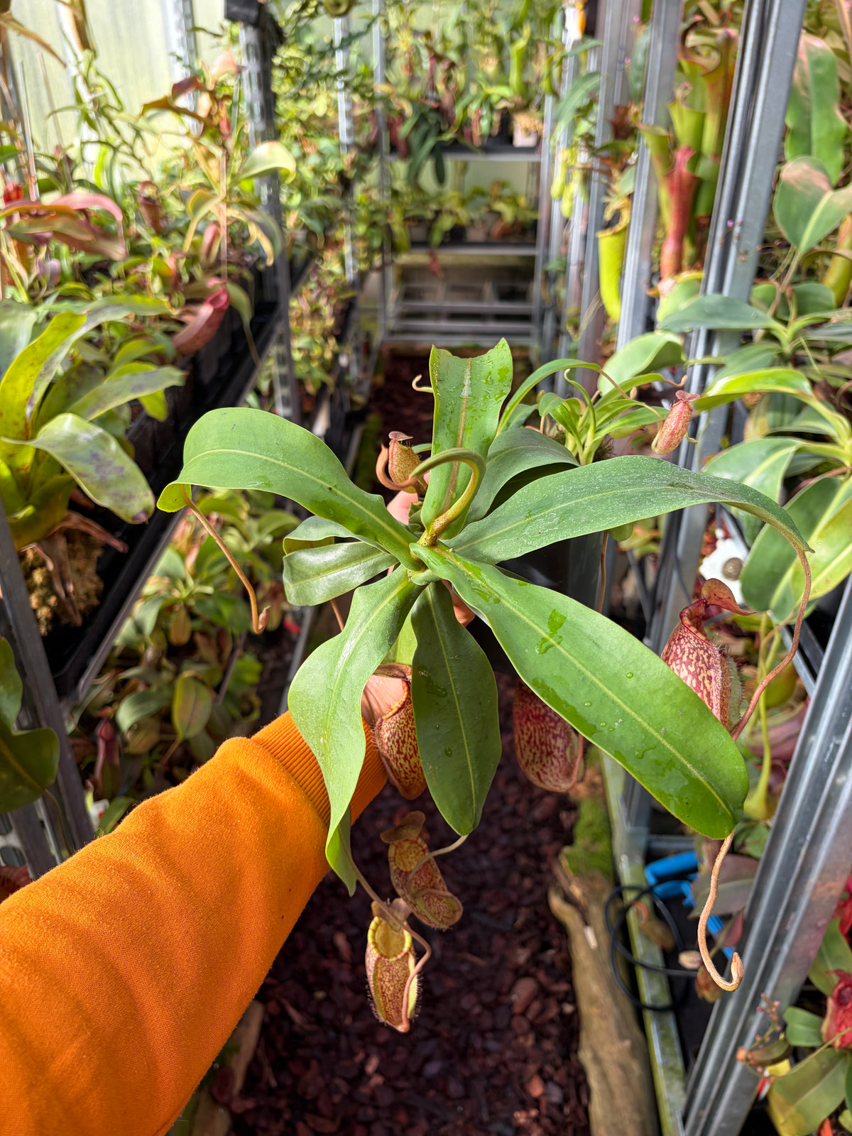 Nepenthes spectabilis (Giant) x undulatifolia 30cm+