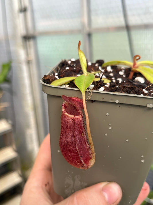 Nepenthes spectabilis x lowii 7cm