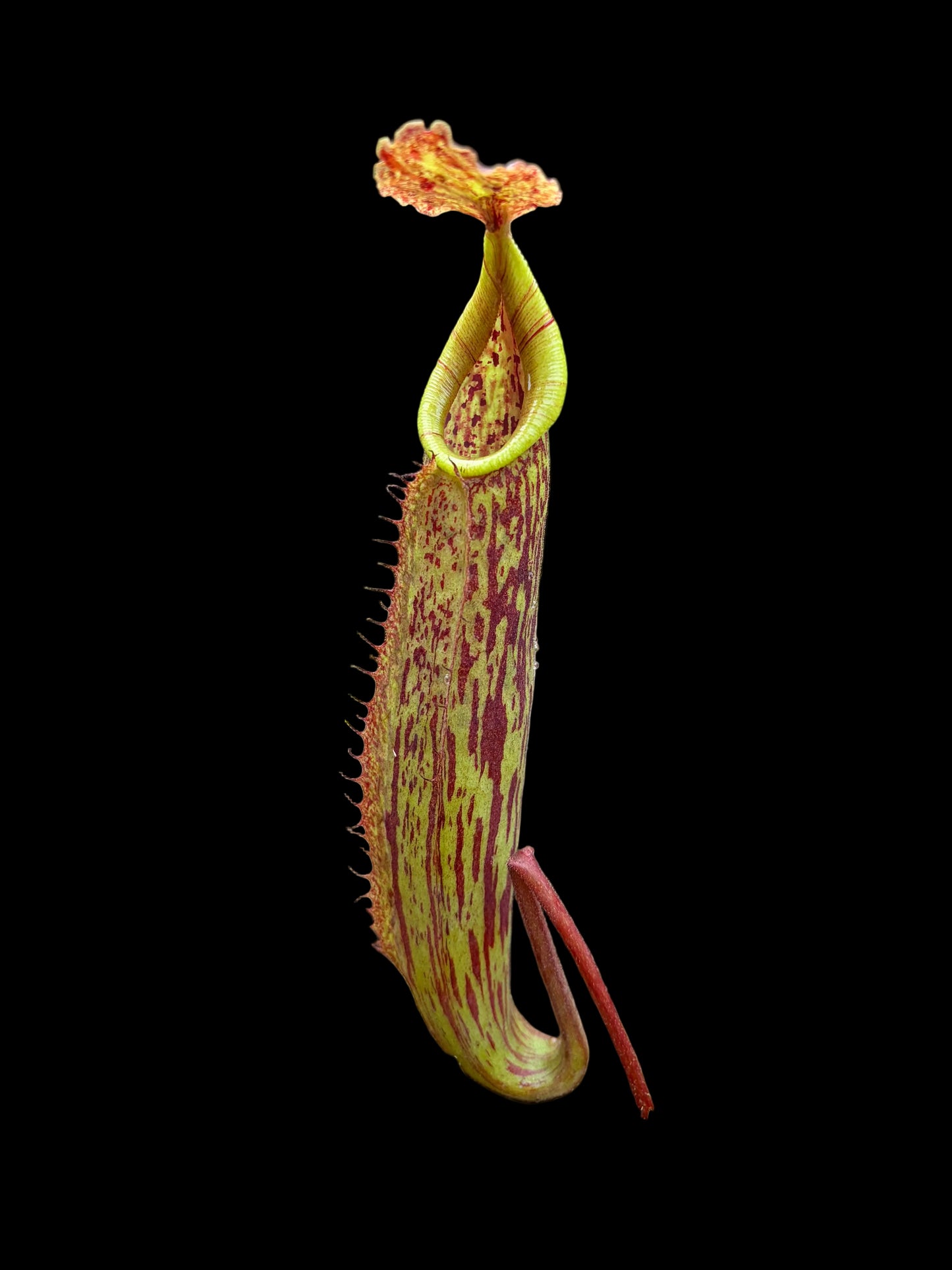 Nepenthes maxima