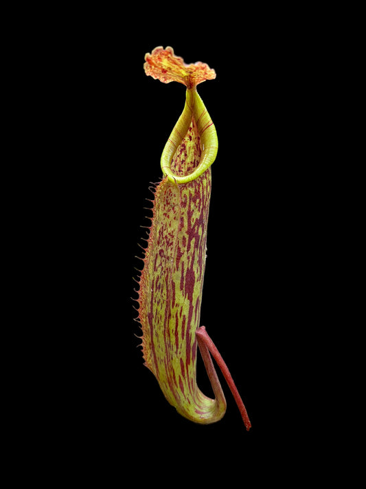 Nepenthes maxima